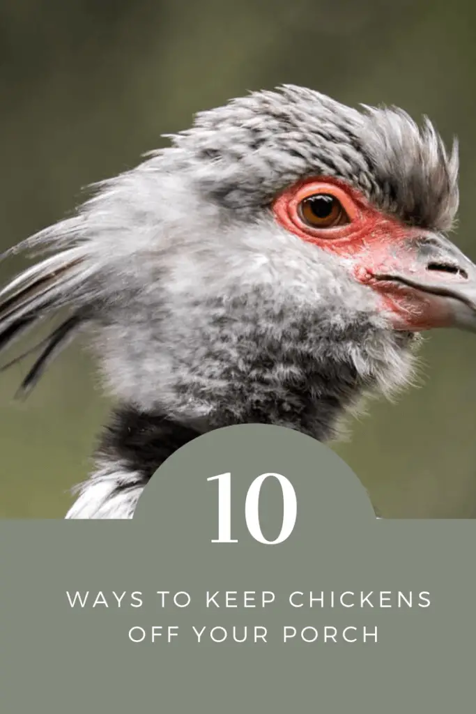 10 Effective Ways To Keep Chickens Off Your Porch or Deck