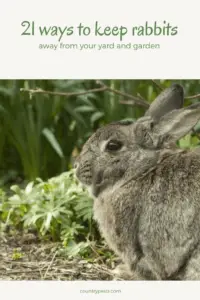 21 ways to keep rabbits out of the garden 2