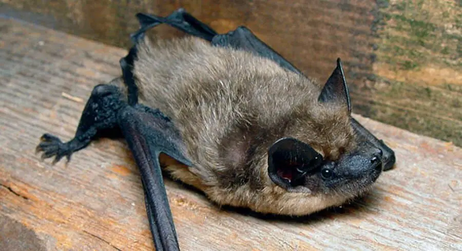 Bats can crawl in small areas