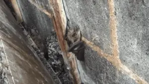 Bats can roost inside of house siding