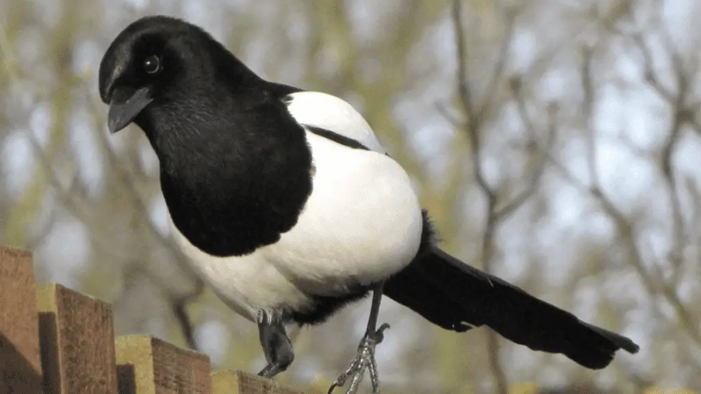How To Effectively Scare And Keep Magpies Away