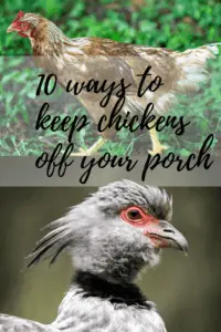 How to keep chickens off the porch