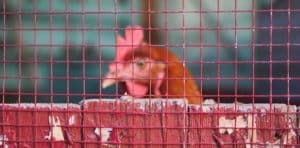 How to keep chickens off your deck