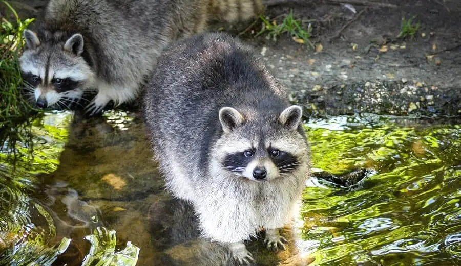 10 Ways to Keep Raccoons from Killing Your Chickens