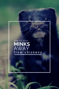 How to keep minks away from your chickens infographic 