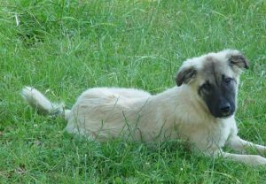 How to keep neighbor dogs out of my yard 