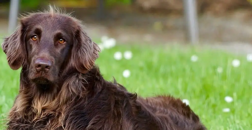 How Can I Humanely Keep Neighbor Dogs Out Of My Yard?