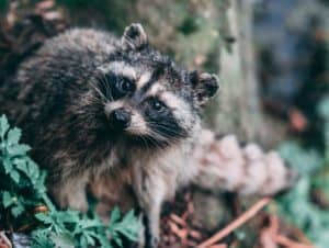 How to keep raccoons away from your chickens 