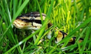 How to keep snakes away from yard 