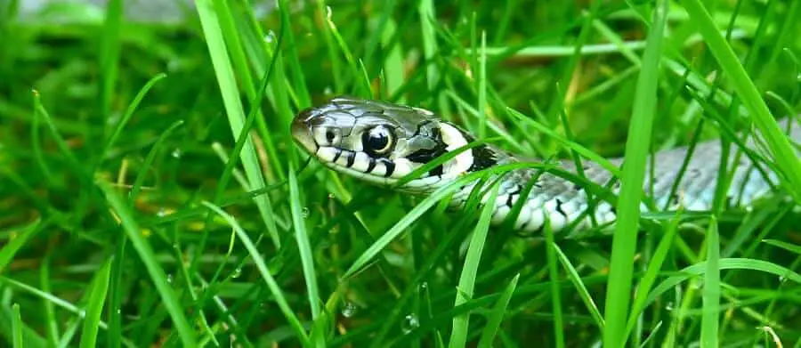 How to keep snakes off your property