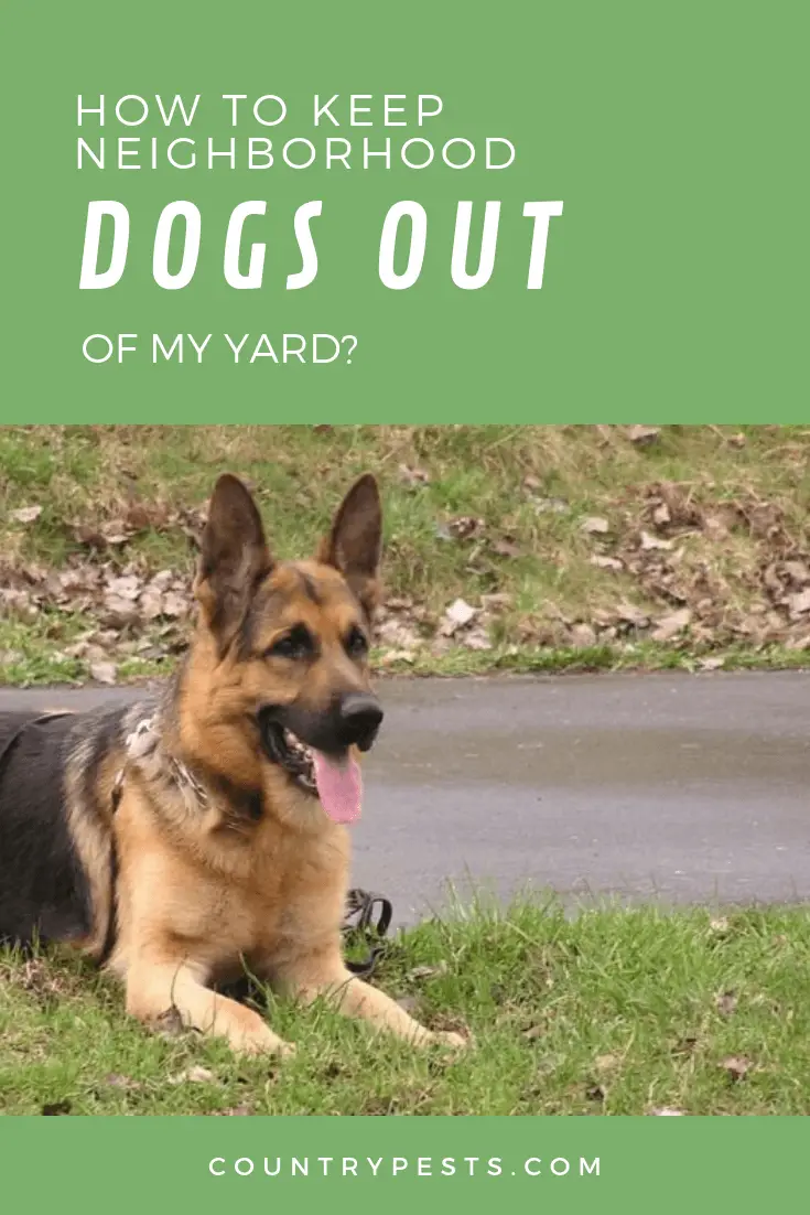 How Can I Humanely Keep Neighbor Dogs Out Of My Yard?