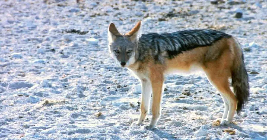 Keep coyotes away from your chickens