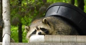 Keep raccoons away from your food