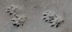 Mink Footprints