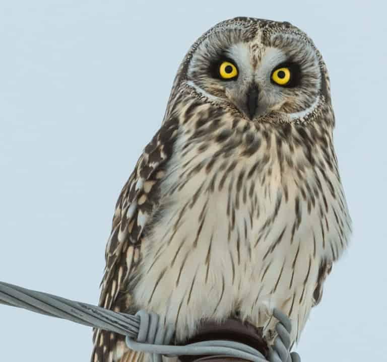 10 Effective Ways To Keep Chickens Off Your Porch or Deck