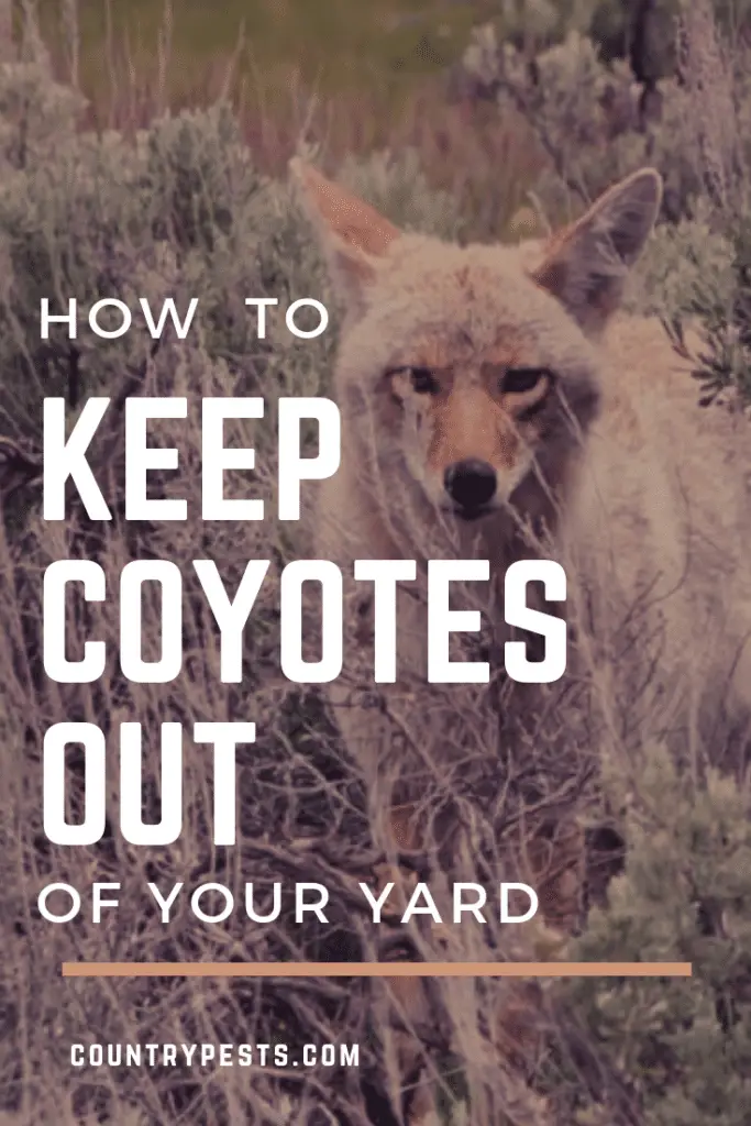 The Best Ways To Keep Coyotes Out Of Your Yard