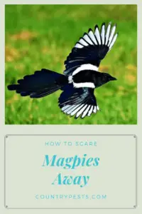how to keep magpies out of your yard (1)