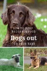 how to keep neighborhood dogs out of the yard (1)