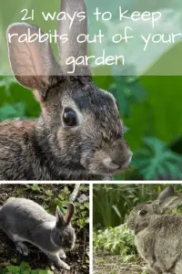how to keep rabbits out of your yard 2
