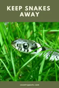 how to keep snakes away 2