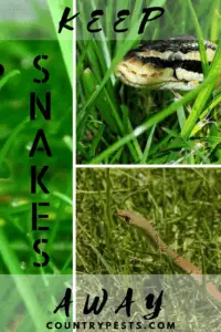 how to keep snakes out of yard 2