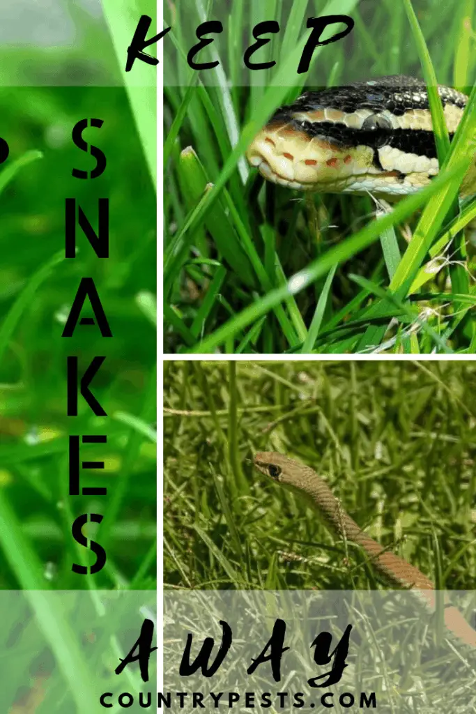 15 Steps To Keep Snakes Off Your Property