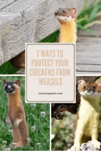 how to protect your chickens from weasels (1)