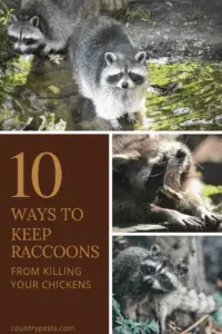 keep raccoons from killing hens (1)