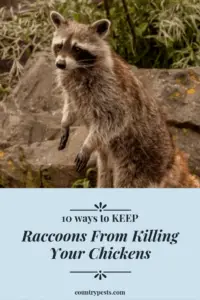 keep raccoons from killing your chickens (1)