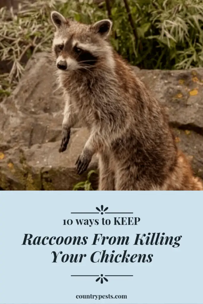 10 Ways to Keep Raccoons from Killing Your Chickens