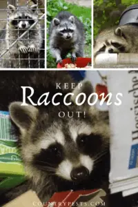 keep raccoons out (1)