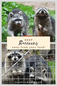 keep raccoons out of your food (1)