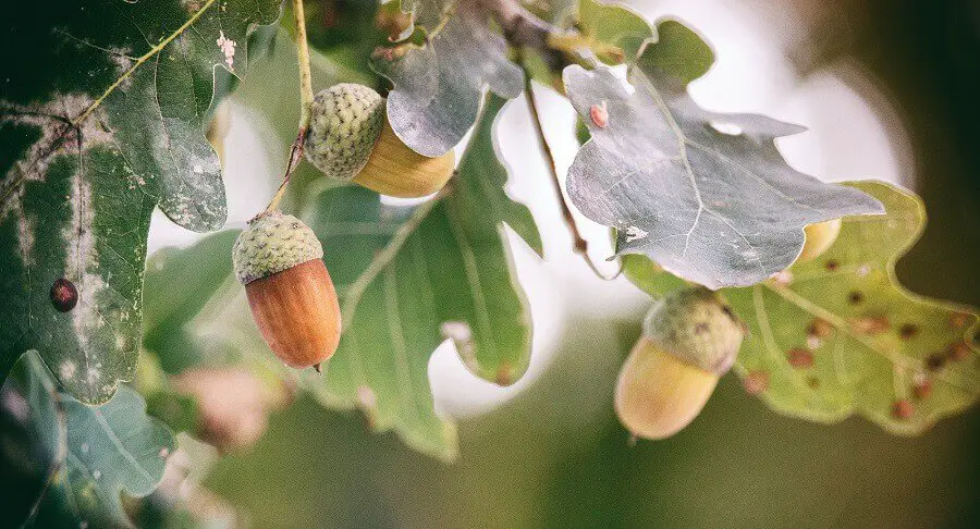 Acorns provide a hearty meal for deer 