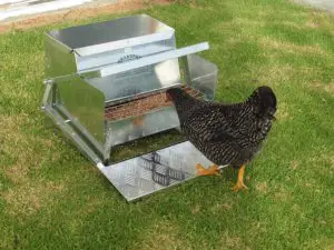 Automatic Chicken feeder eliminates Mouse and rat attraction 