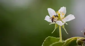 Bees are attracted to sweet smells