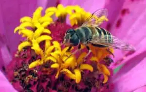 Bees love bright colors 