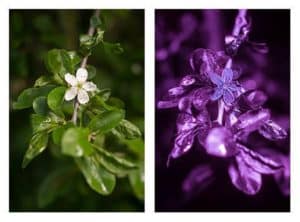 Bees see flowers in ultraviolet light 