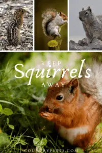 keep squirrels away (1)