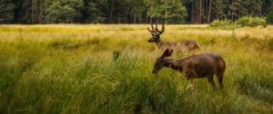 Deer are common tick carriers