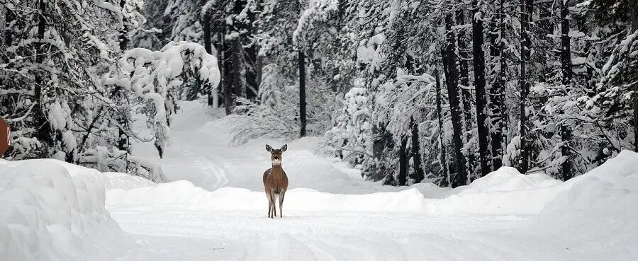 Deer are hungry during the winter 