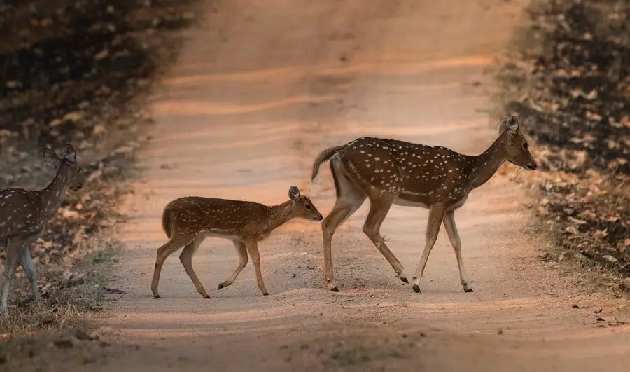 Deer become more accustomed to people 