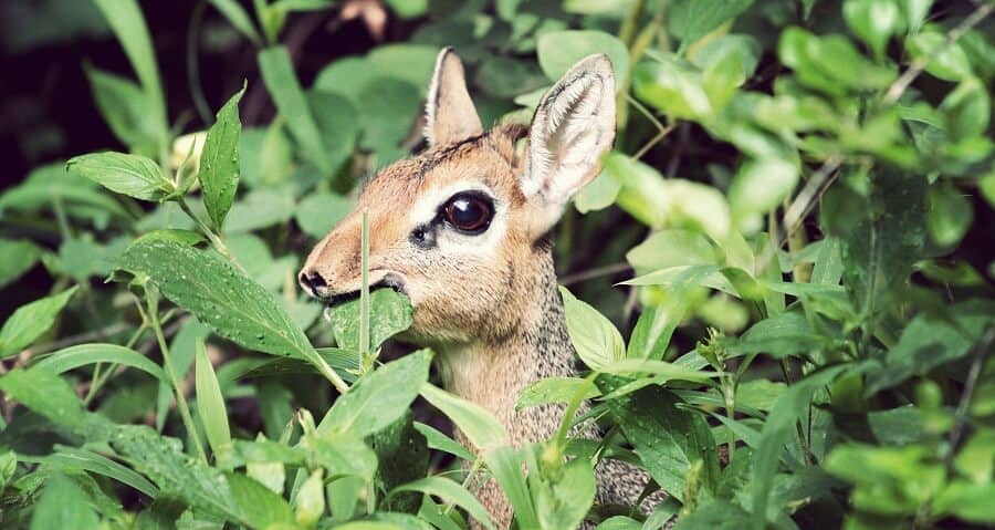 Deer prefer leaves for food 