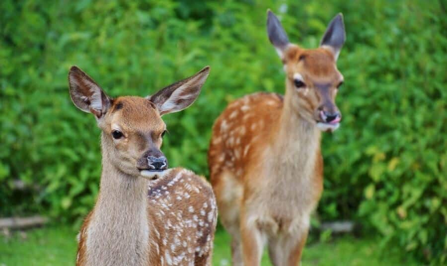 Deer prefer leaves to grass 