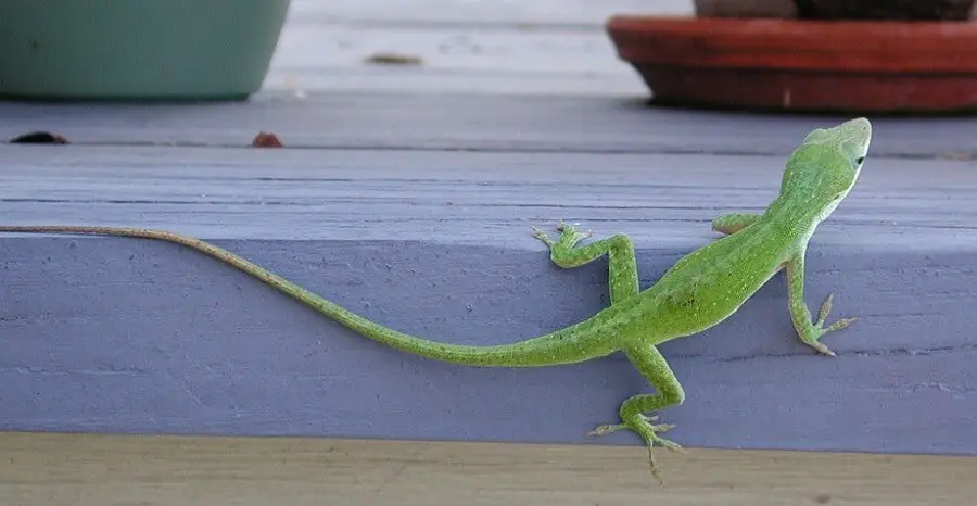 Geckos eat other lizards 