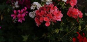 Geraniums repel ticks