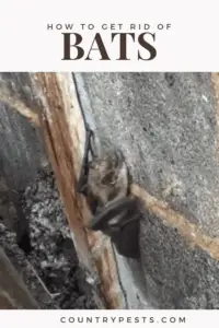 Get rid of bats (1)