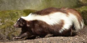 Get rid of skunks in the barn