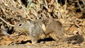 Ground squirrels can cause damage to plants and trees