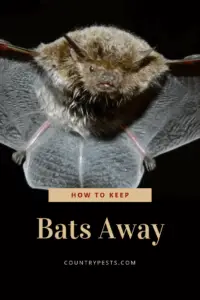 How to keep bats away (1)