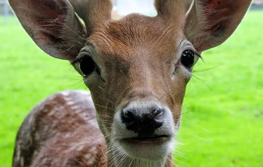 How to keep deer out of your backyard